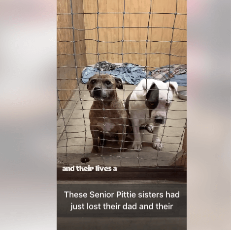 Baby and Rosie Facebook video thumbnail