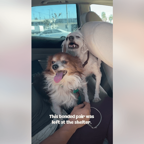 Mable and Milo Dodo video thumbnail