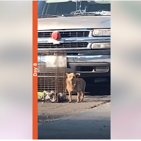 Kacey rescue Dodo video thumbnail